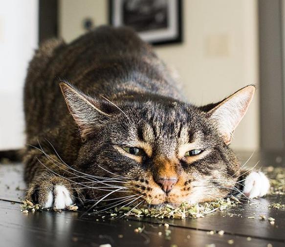 想要报复一只猫，就给它买猫薄荷！