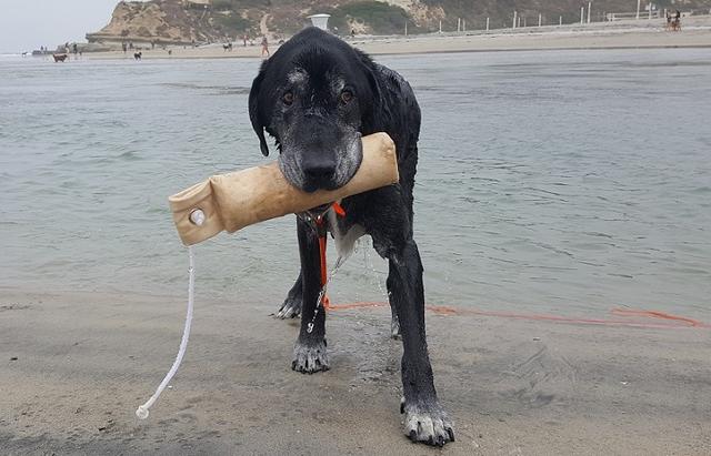 狗狗年纪大了，是选择让它窝在家还是带出去浪？哪种可以更长寿