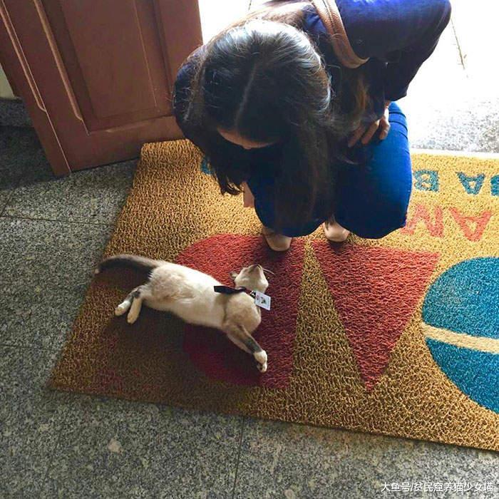 “挖煤猫”勇闯律师公会，每天闲逛，最终成为猫大律师