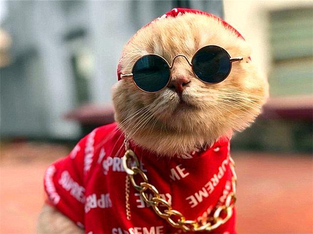 橘猫每日在菜场巡视，因酷爱换装喜成猫界巨星，靠喵颜值来卖鱼！