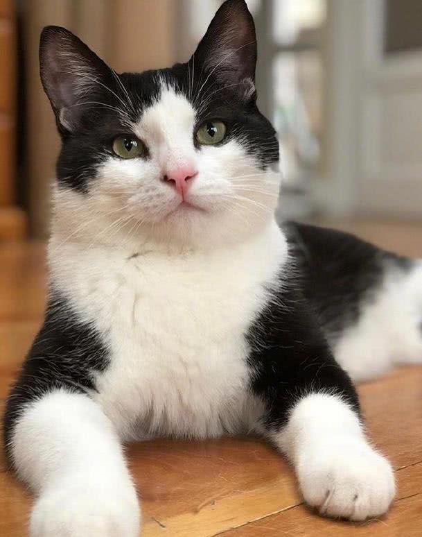 奶牛猫正经起来，那真的没其他喵什么事了，网友：被撩到了！