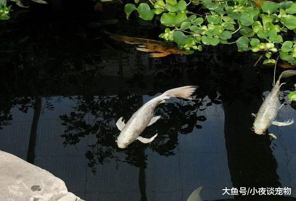 蝴蝶錦鯉與龍鳳分別，蝴蝶錦鯉能長多大你都知道嗎？