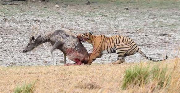 再强烈的求生欲望也敌不过实力，小鹿如此拼命却挡不住老虎的追杀，心痛