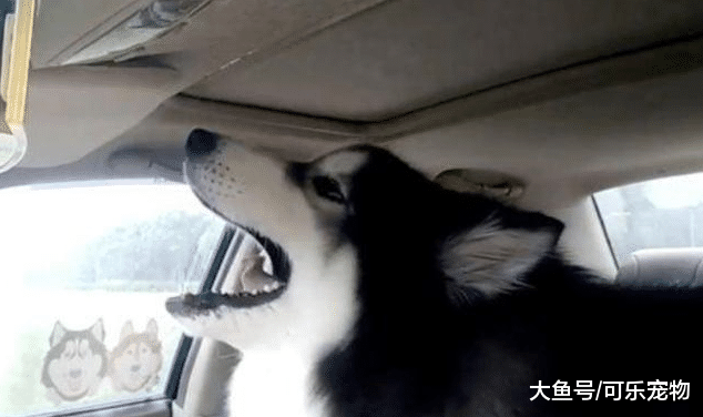 主人开车带着阿拉斯加，狗子一刻也不安分，路人：这怕不是只傻狗