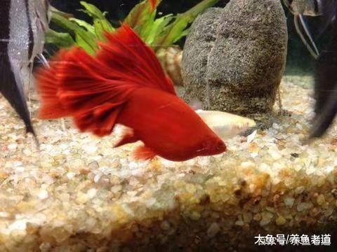 热带鱼患病, 一定不能用高浓度盐水浸泡!