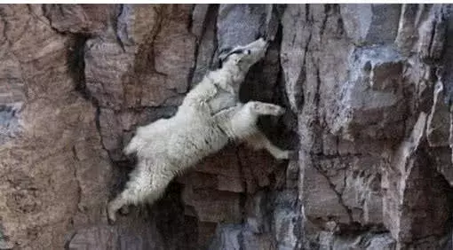 一群山羊被困悬崖, 摄影师聚焦后, 接下来的画面让他惊出一身汗!