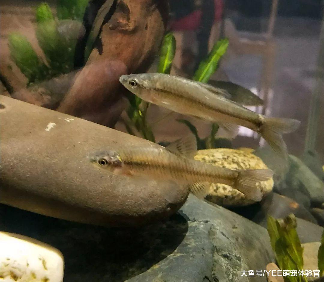 闯入大量麦穗鱼的云南滇池，还谈什么生态平衡