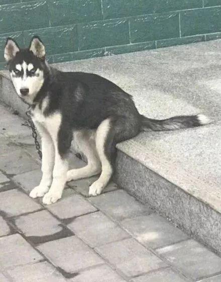 宠物坐姿大赛，各种沙雕坐姿，仔细一看笑岔气了