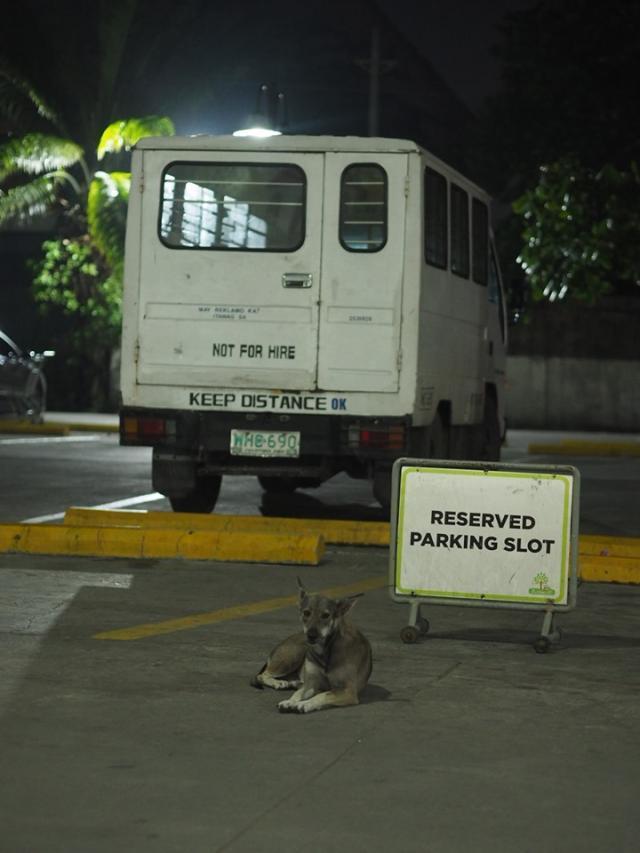 这家商场的保安竟是只流浪狗，只喂过一次，就自己来入职了！