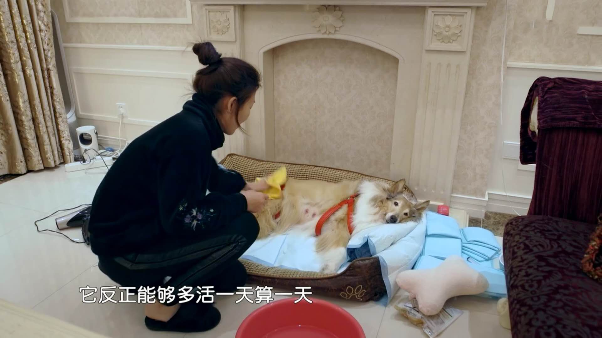 生存，还是死亡？主人和宠物一起承担