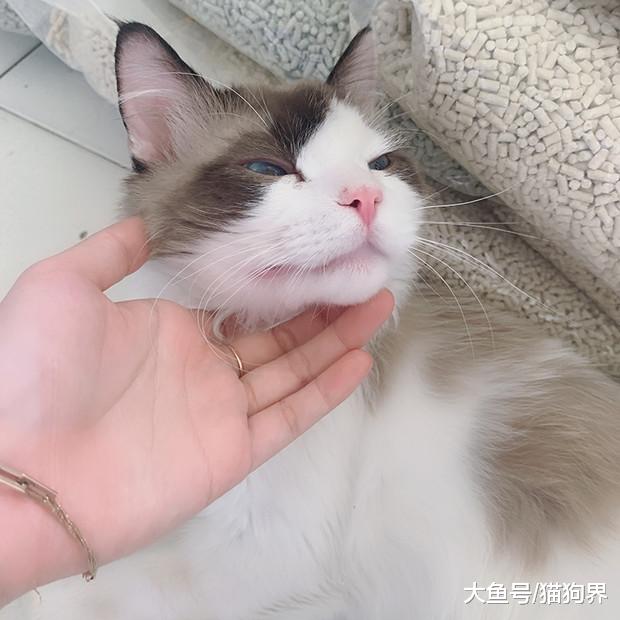 如何躲开买猫雷区，选到最心仪的猫咪？