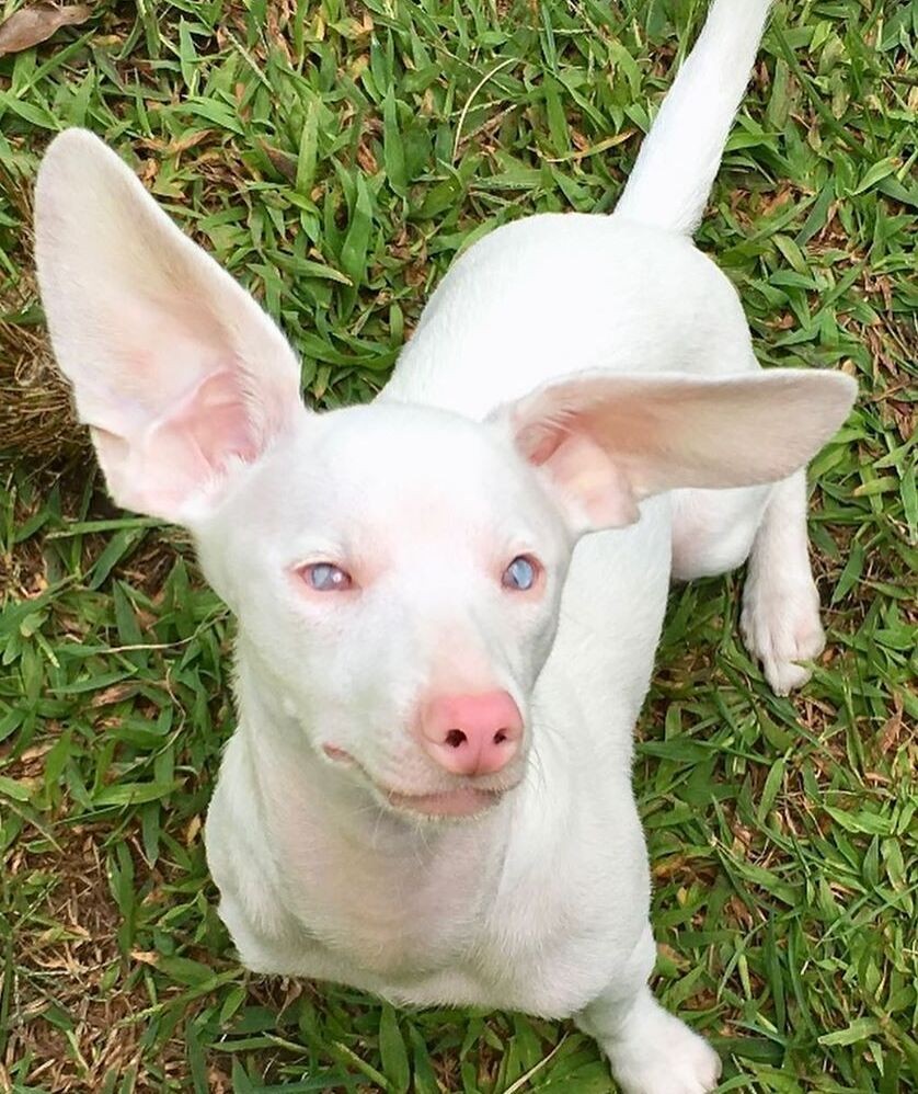 先天残疾即看不见也听不见，但它却是拥有10万粉丝的“网红狗”