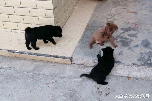 小狗之间打架更“狠”，都追到家里来了，幸好主人及时出现