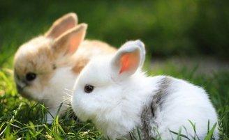 生肖兔的你，生于以下三月，根本就是身在福中不知福！