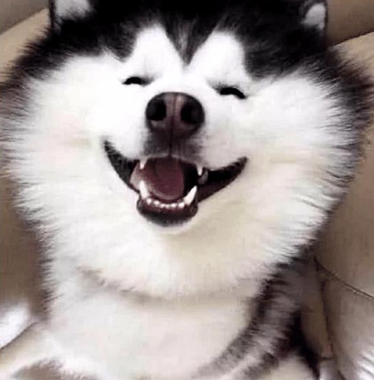 哈士奇和萨摩耶好上了, 生下一只哈耶, 主人每天都被它的微笑治愈