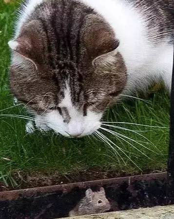 英国首相上任第一件事，竟然是讨好一只猫! 喵：又给我换铲屎官啦