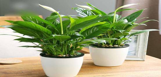 乱七八糟的除甲醛方法别信, 化学博士表示，正确的没几个