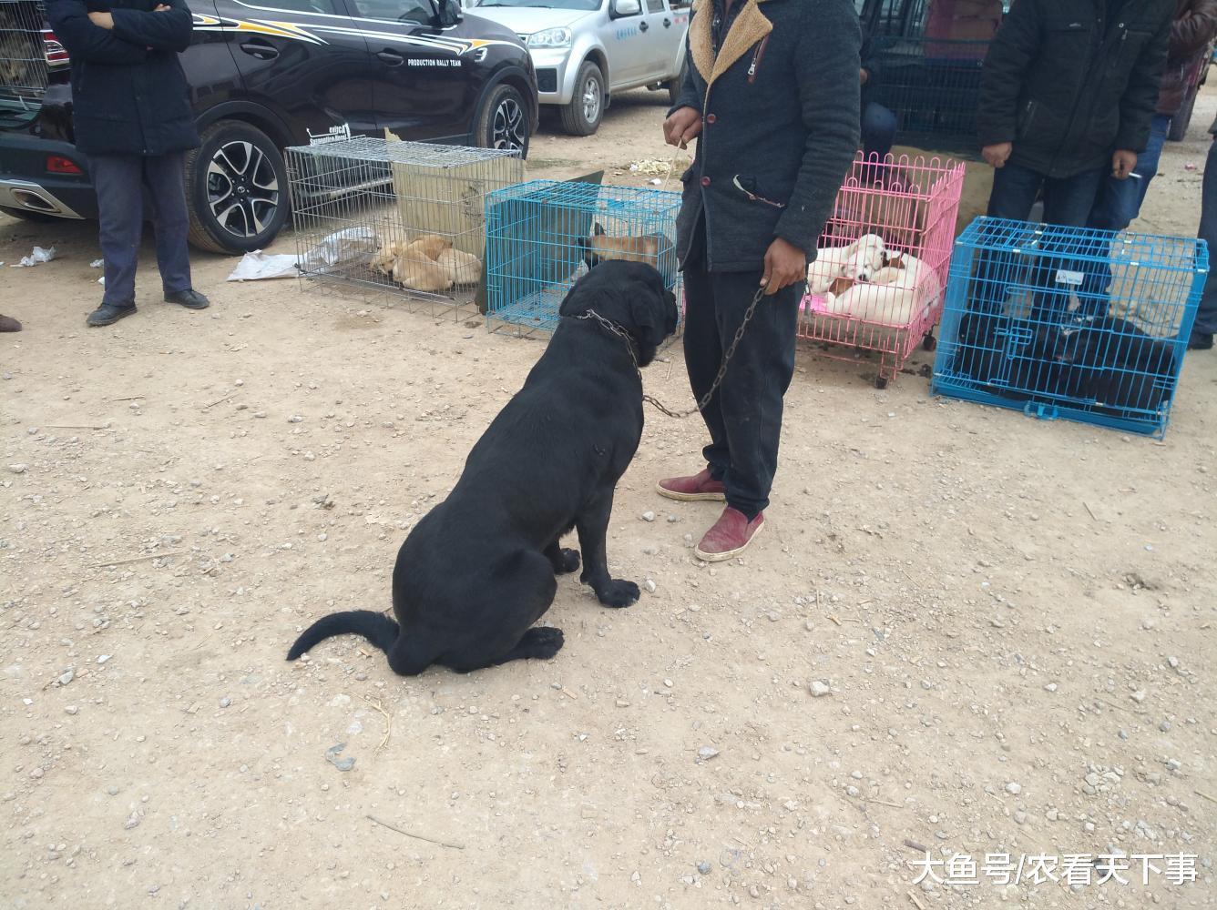 一只训练有素的黑色拉布拉多犬, 商贩喊价1800元出售!