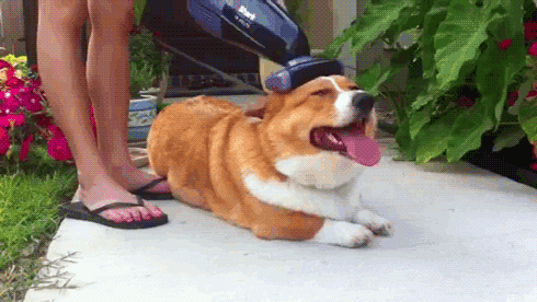 狗狗掉毛是正常的！剃毛不能阻止狗掉毛，还会让狗的毛发变差