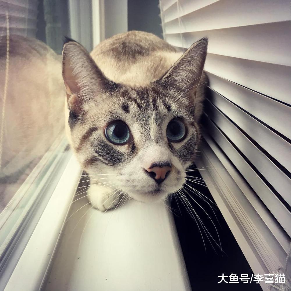 猫咪不亲人并不代表它讨厌人类, 铲屎官要保持耐心, 别太悲观!
