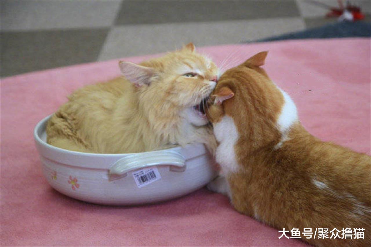 小母猫生气了，橘猫用这样的方式哄它，男同志们要向橘猫学习了