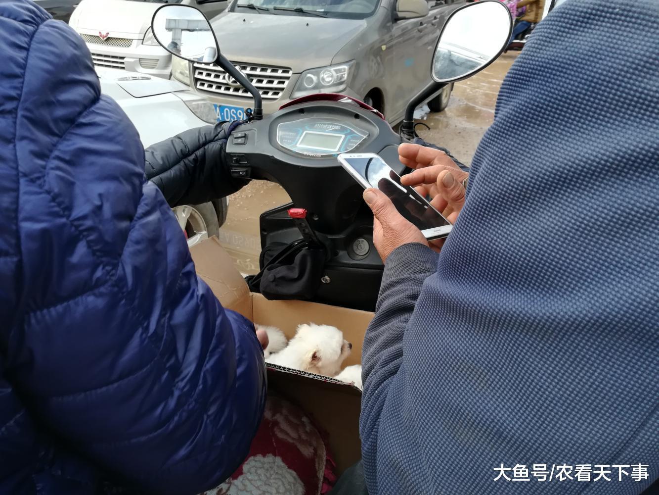 男子帮朋友到狗市买博美犬, 商贩开出千元高价!