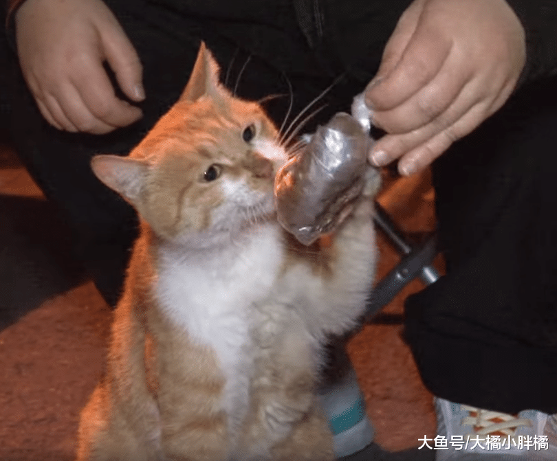 流浪猫只要袋子里的食物，叼走袋子从不当面吃食，原因却让人感动