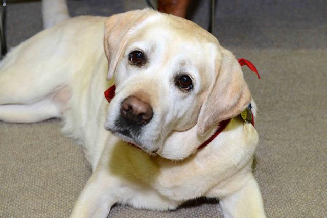 为什么狗狗不听你话？沟通出了问题，难怪狗狗把你的话当成耳边风
