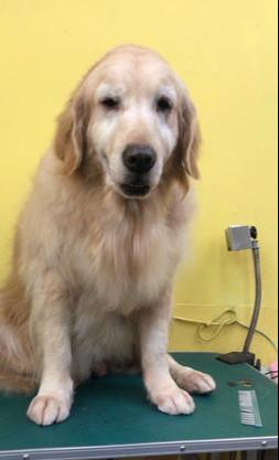 狗狗剪指甲一直挣扎，但美容师用神奇姿势，让它舒服到睡着