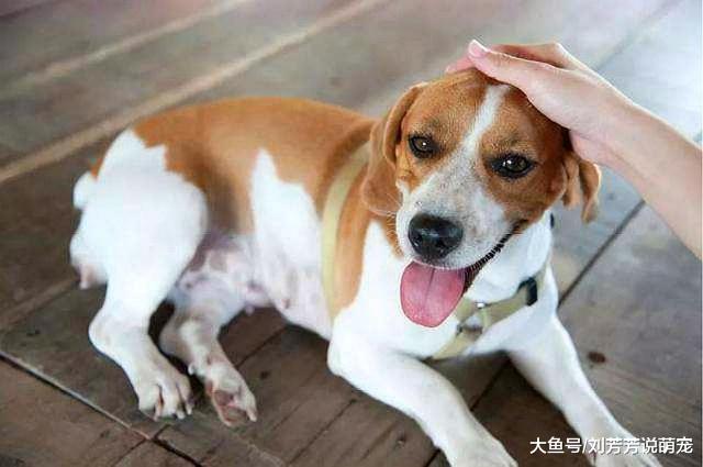 当主人，想让狗狗对你言听计从，就得这么做！