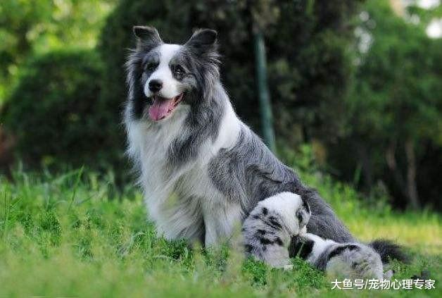 狗狗有必要补充保健品吗？盲目补充反而有害健康，需理性判断