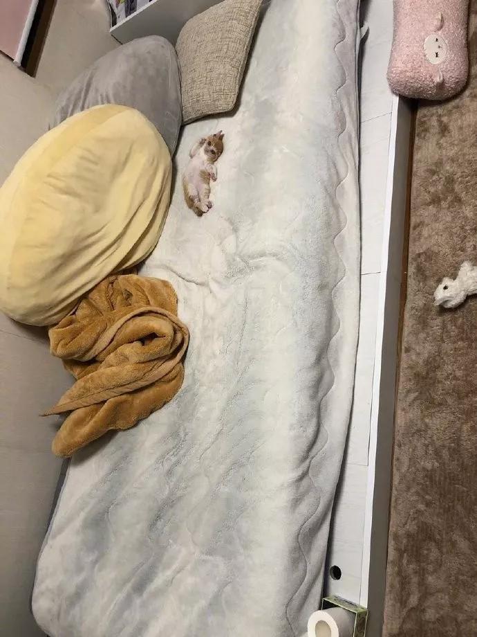 猫：这就是我让主人起床的方法