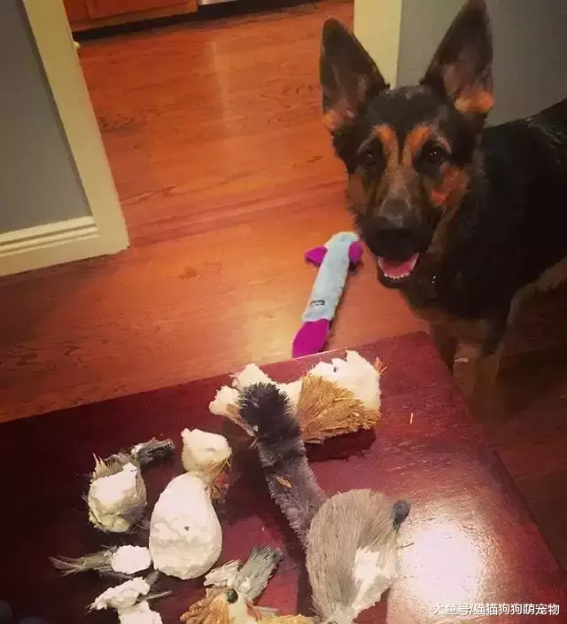 惡作劇的汪星人，看了以后你還想養狗嗎？