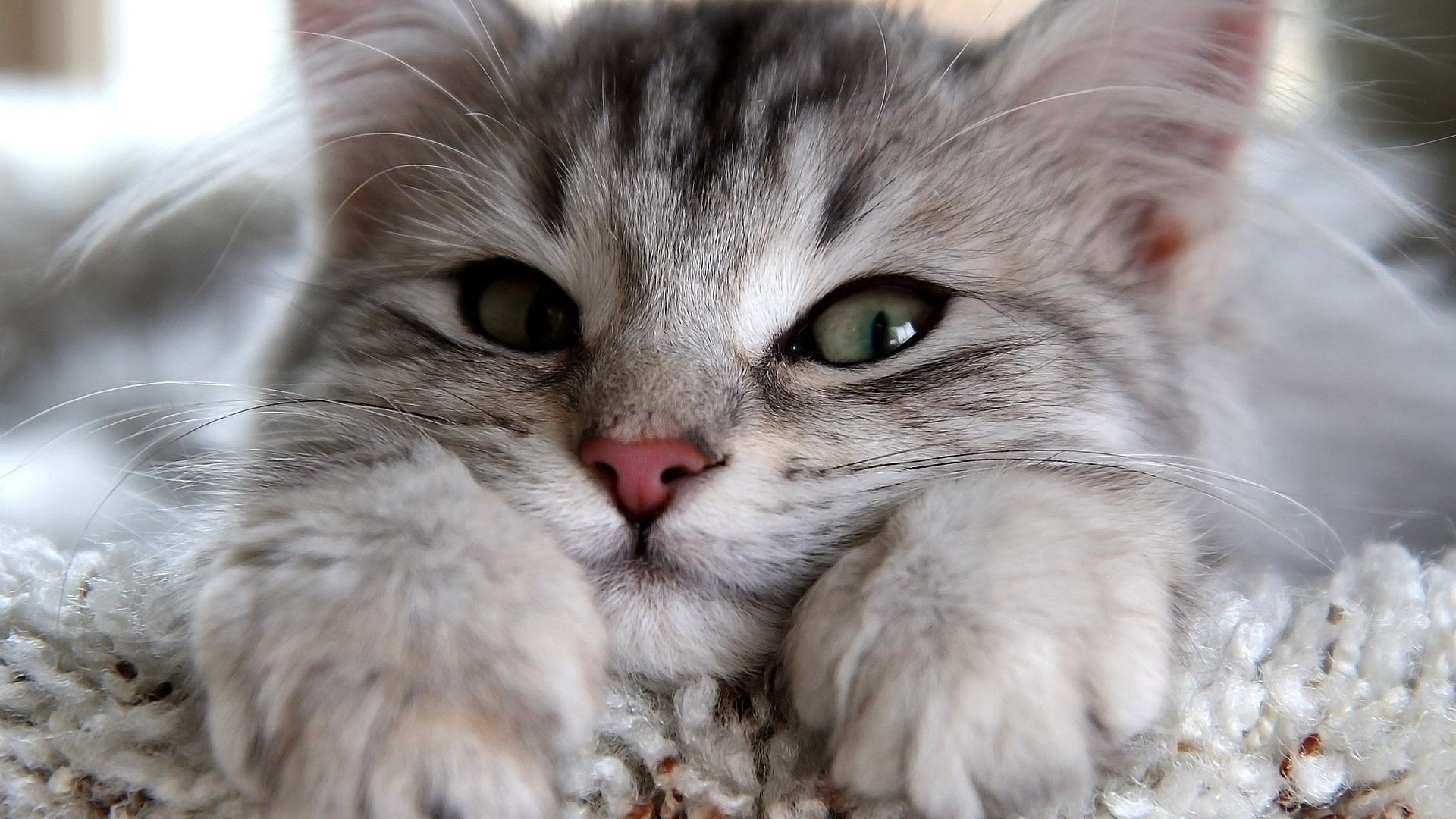 在猫咪看来，你是朋友是亲人，但永远都不是主人