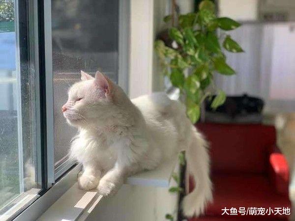 喵每天尿尿都同个形状中途妈看懂后被暖哭：这是它说谢谢的方式