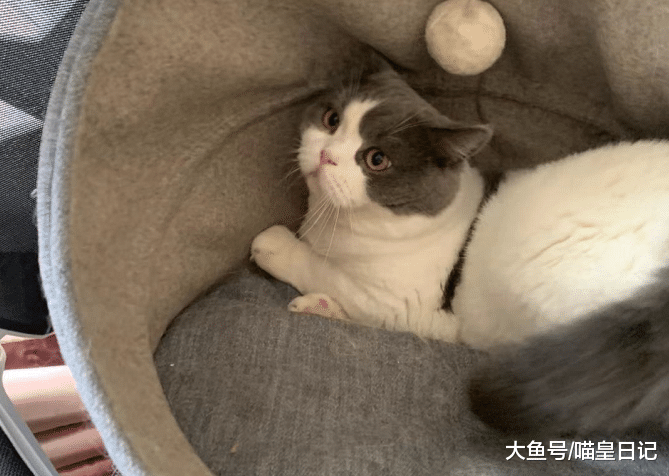 养猫之后难以改掉的四个习惯，既是猫奴的烦恼，也是铲屎官的骄傲