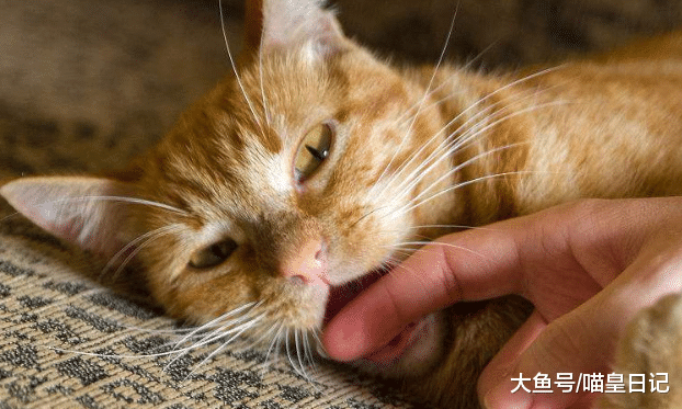 咬人的流浪猫不能养？如果你知道了这三点，就不难理解它们的苦衷