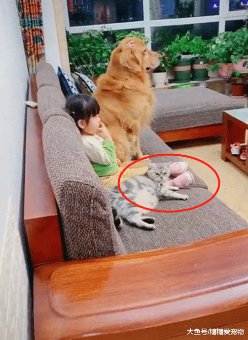 女儿带着猫狗看电视，不断喂狗狗吃零食，猫咪一旁的表情哭笑不得