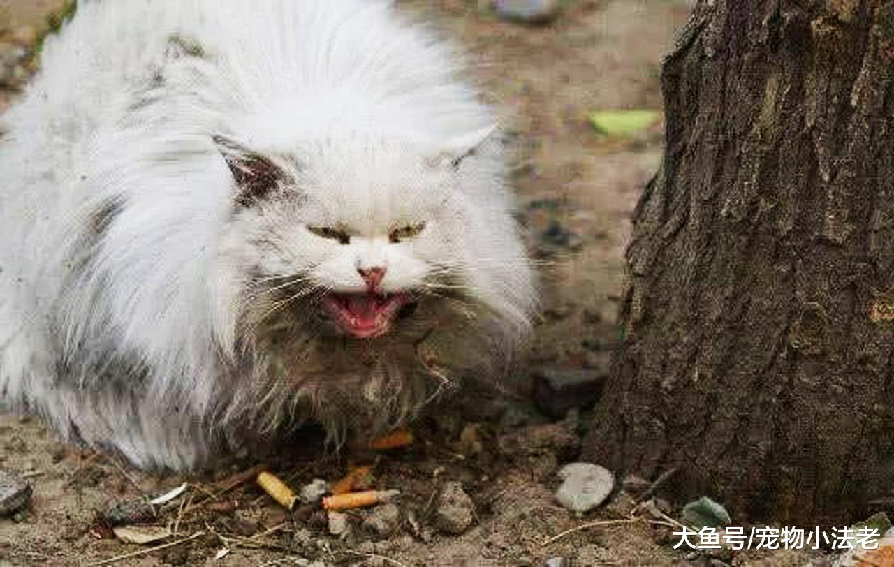 请不要再欺负流浪猫了！它们为了活命，其实真的很辛苦