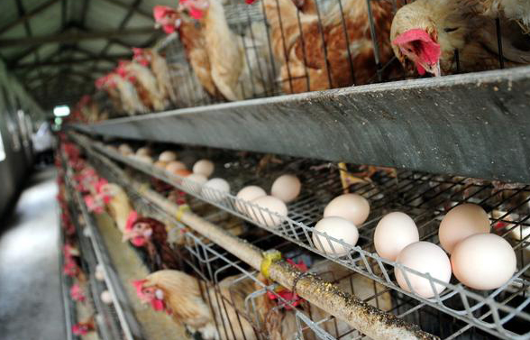 蛋鸡有抗和无抗养殖饲养思路的对比: