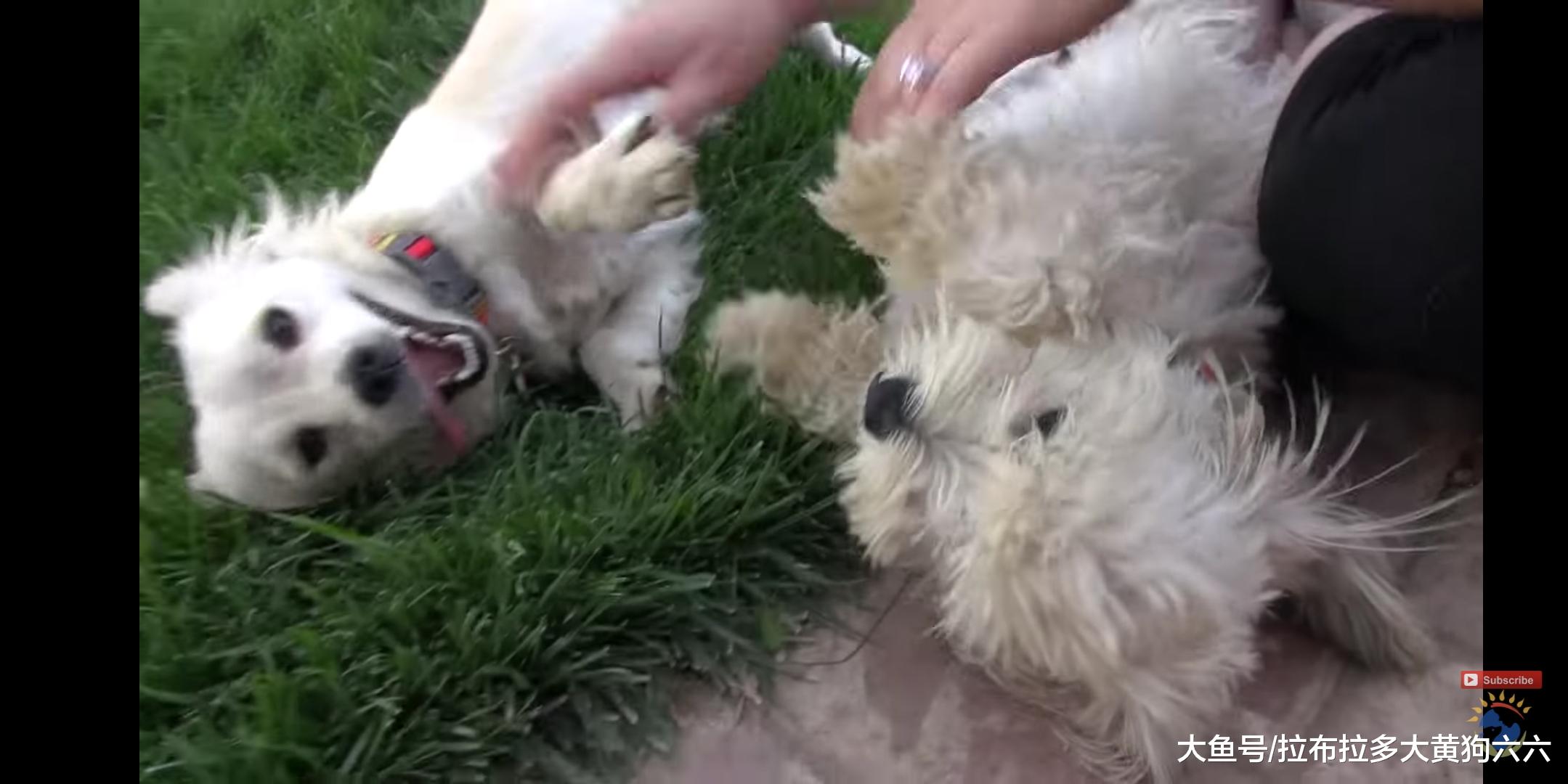 相依为命的流浪小情侣历尽艰辛，被好心人救助后过上幸福狗生