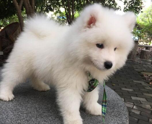 三個辦法讓你的薩摩耶快速的變得更加強壯