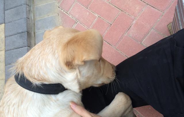 狗狗喜欢抱大腿的5个原因，你了解几个？