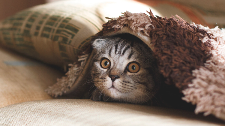 游手好闲的小猫咪，终于找到了自己的使命，一晚上就捉了八只老鼠