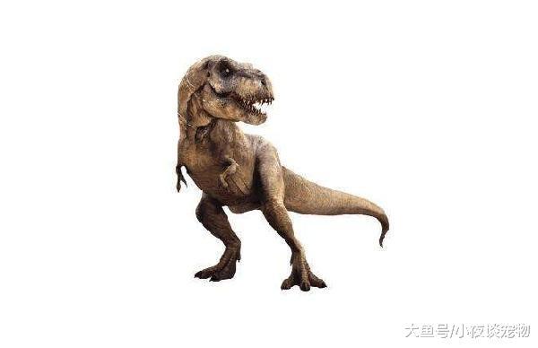 誰才是真正的恐龍之王，戰斗力最強的恐龍到底多恐怖！