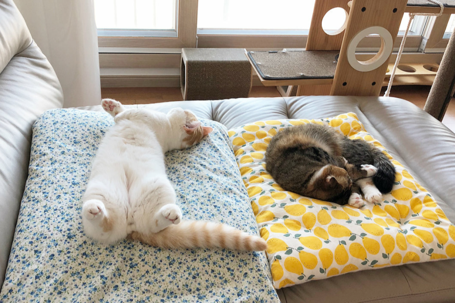 想知道猫咪爱不爱你，看它的睡姿就知道，信任你的姿势是这个