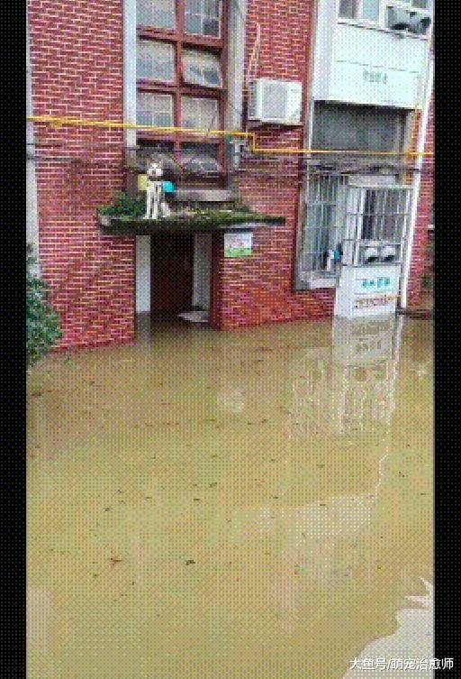 小区被洪水淹了，哈士奇躲在高处等救援，危险来临二哈终于镇定了