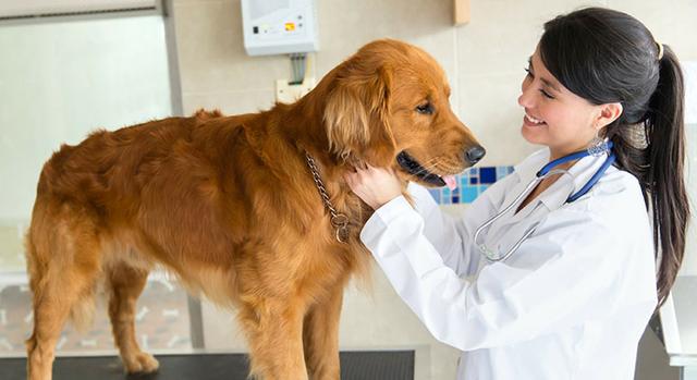 宠物医生心里话，一半是对狗狗的实用建议，一半是疯狂吐槽