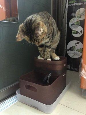 鏟屎官頭疼的事，為什么絕育后的貓主子依舊亂尿？