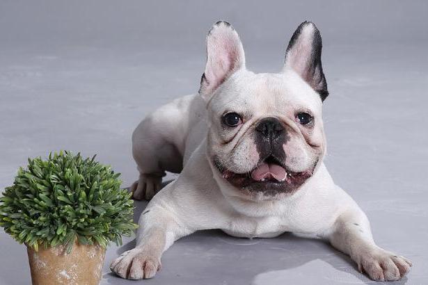 在養狗的各個方面，你真的做好準備了么